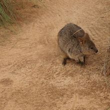 クアッカワラビー