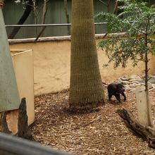 タスマニアンデビル