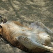 臥竜公園 の中にある動物園