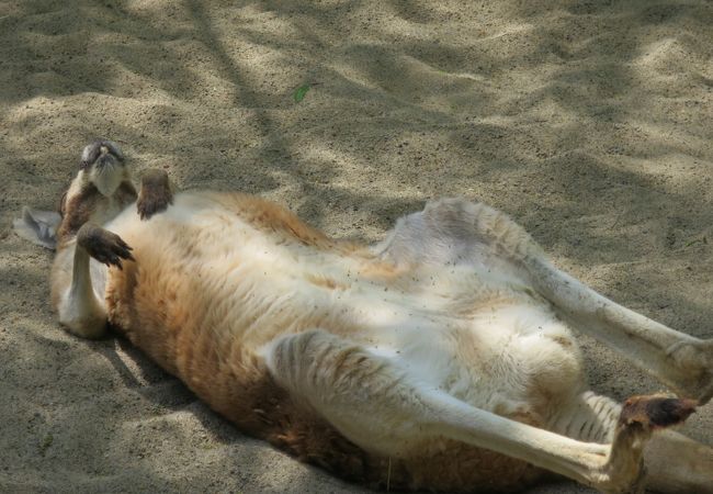 臥竜公園 の中にある動物園