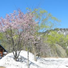 自然園の入り口。ここから雪道でした。