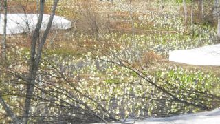 尾瀬より多い、水芭蕉群生地です。