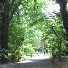 鬱蒼と繁った庭園内の木々の中を、日本庭園へ向かいます。