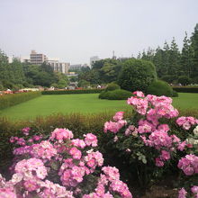英国庭園の中には、バラの花に囲まれた方形の芝生区画があります
