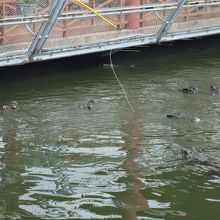 ワニ　来てます！！