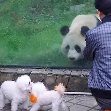チベット族村の公園のパンダ