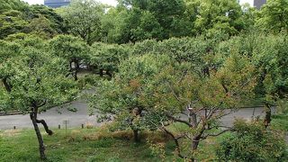 芝公園の梅林
