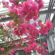 氷見市海浜植物園