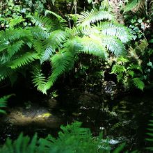 木道の脇の綺麗な川の源流にシダなどの草木が生えています