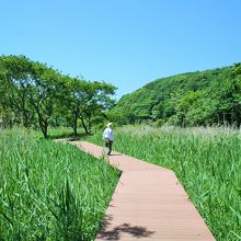 明るく開けた美しい風景の湿地を進んで行きます