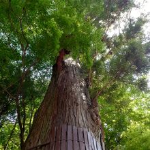巨木です