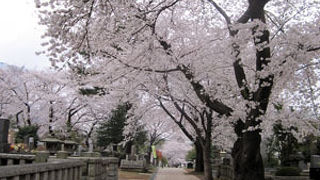 桜を見ながらお散歩