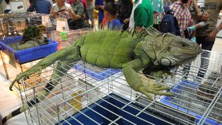 爬虫類ペットフェアやってます
