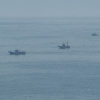 由比の桜エビの漁