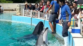 至近距離でイルカが見れます