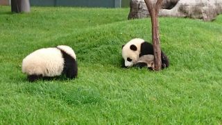 双子パンダを見に行きました！