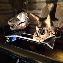 恐竜関係が目立ちます