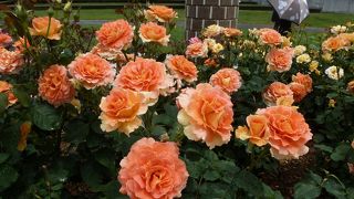 広くて見晴らしの良い公園です