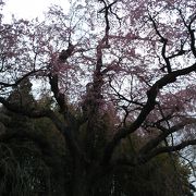 三春の滝桜とともに・・・