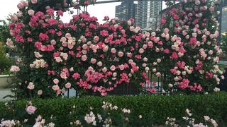 川沿いにあるバラ園