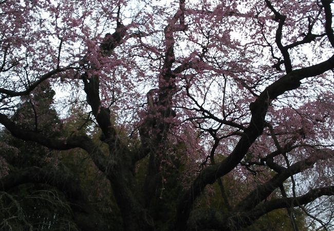 三春の滝桜とともに・・・