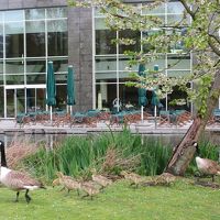 カルガモ親子。後ろはホテルのレストラン