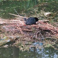 池には黒い鳥がいました。