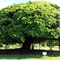 ガーデンにあるガジュマルの大木