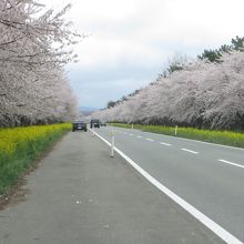 桜ピットに停車し、撮影