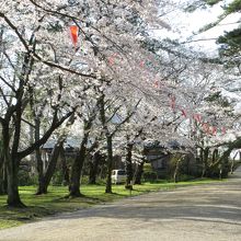 桜はちょっとスカっています