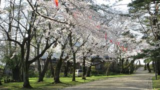 ちょっと桜が少ないです
