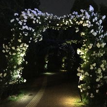 ライトアップされた幻想的なバラのアーチ