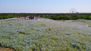 ネモフィラで有名！サイクリングも楽しめます。