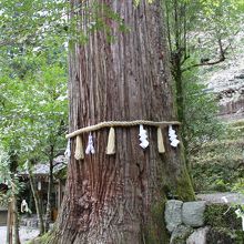 樹齢千年の大杉