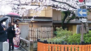 貸衣装で桜に負けず、お綺麗な方ばかり！