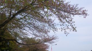 桜の残る川沿いを散策