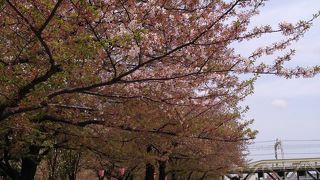 隅田川沿い散策に