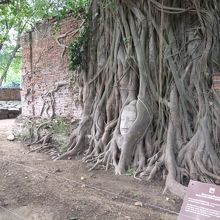 有名な仏頭。神聖な木、トンポに覆われています。