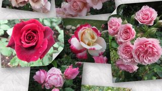 平成27年5月16日 バラの開花状況☆☆☆オマケの☆