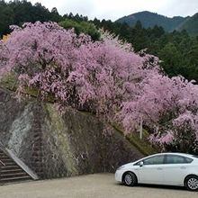 駐車場側の枝垂れ桜