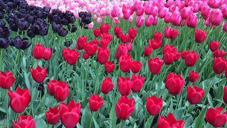 チューリップの王国