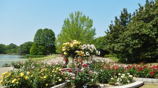 長居公園全体がトレーニングジム
