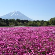 富士山とのコラボが美しい