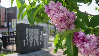 ライラックの咲く公園に