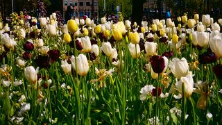 ここでだけチューリップをみました！