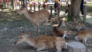 奈良公園といえば鹿さん♪