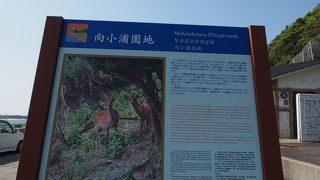 野生のシカが見られるらしいんですが・・・・