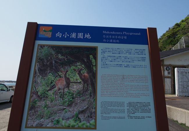 野生のシカが見られるらしいんですが・・・・