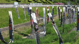 ”鯉のぼり”が気持ちよさそうに泳いでいました