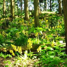 高天山草園